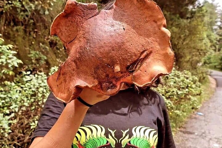Mushroom Foraging Expedition in Nepal — Shivapuri to Chitwan and Pokhara