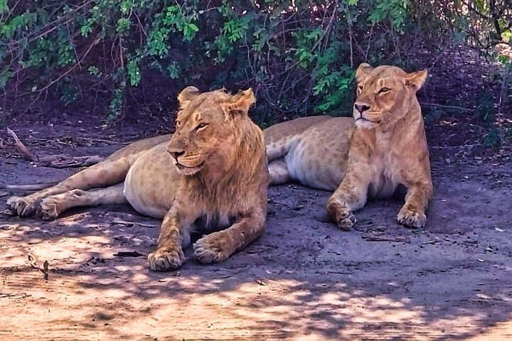 Chobe Explorer: Full-Day Land & River Safari from Victoria Falls photo 5