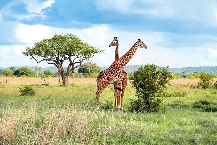 Mikumi National Park Day Safari from Zanzibar — Full-Day Game Drive & Flight photo 2