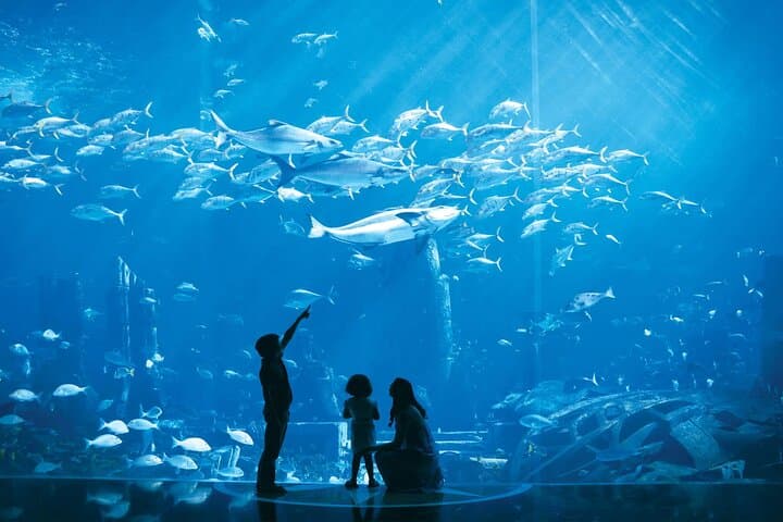 Explore the Lost Chambers Aquarium at Atlantis The Palm — Dubai E‑Ticket photo 5
