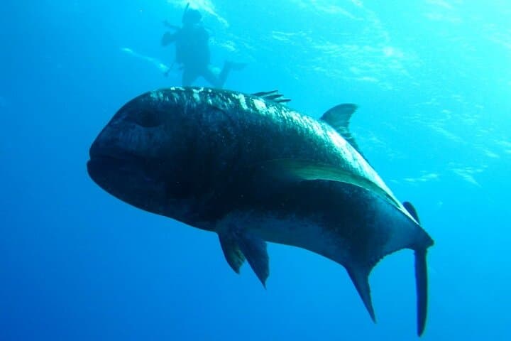 Kerama Islands Introductory Dive: Day Trip from Naha to Snorkel and Dive with Turtles photo 6