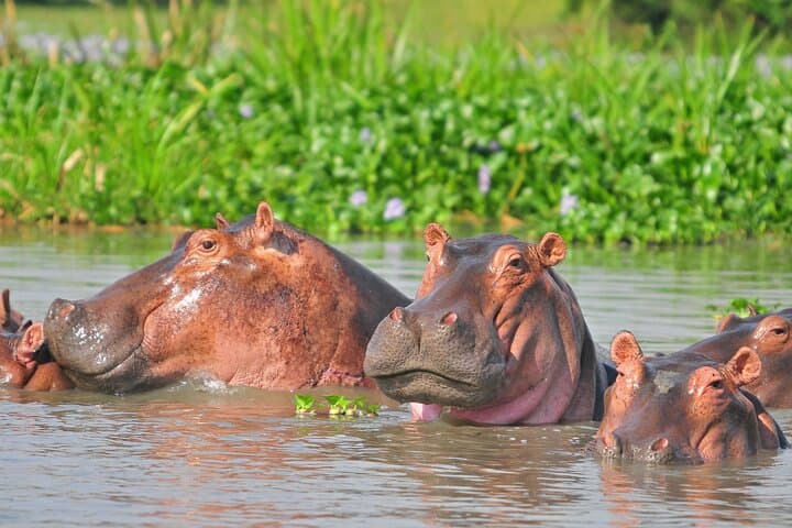 Murchison Falls 3-Day Safari: Game Drives, Nile Boat Cruise & Chimp Tracking