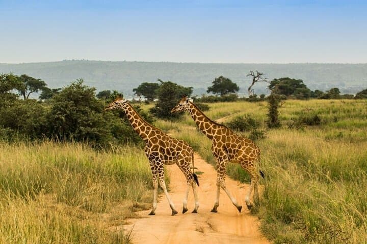 Murchison Falls 3-Day Safari: Game Drives, Nile Boat Cruise & Chimp Tracking photo 5