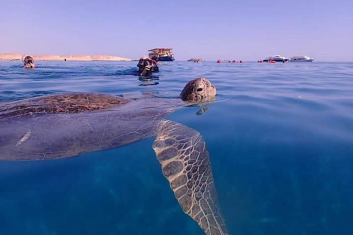 Snorkel Marsa Mubarak: Turtles & Dugongs Day Trip from Marsa Alam
