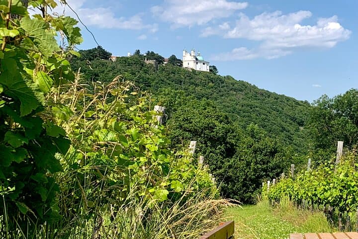 Nussberg Walking Tour & Viennese Wine Tasting — Private Hike from Vienna photo 5