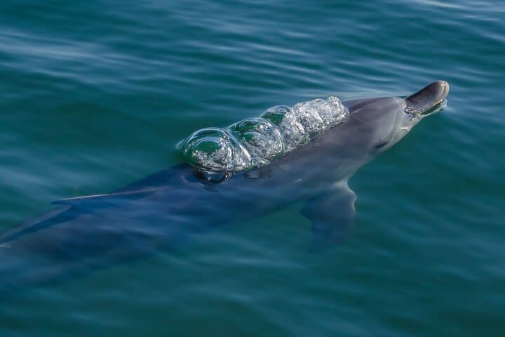 Koombana Bay Dolphin Eco-Cruise: Bunbury Guided Dolphin Watching Tour photo 4