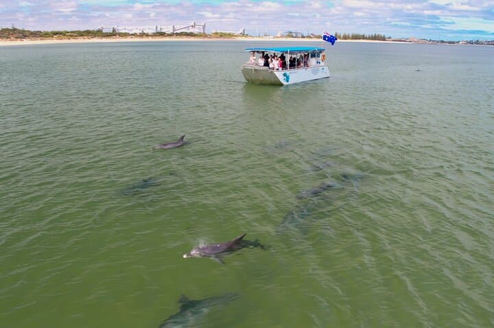 Koombana Bay Dolphin Eco-Cruise: Bunbury Guided Dolphin Watching Tour photo 3