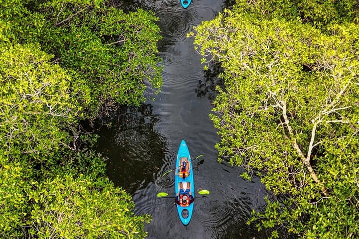 Silent Kayak: Exploring the Mangroves of Bahía Muertos, Chiriquí photo 3