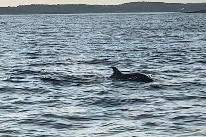 Sunset Dolphin Cruise to Kamenjak and Porer Lighthouse — Medulin Dinner & Drinks Included photo 4