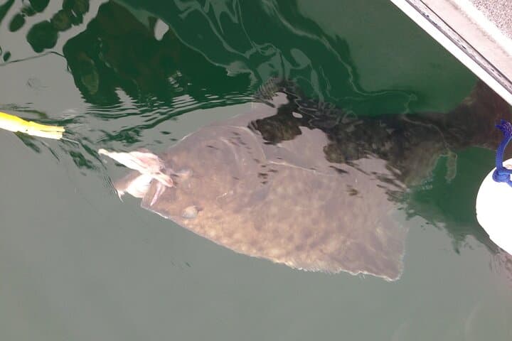 Half-Day Halibut Fishing at Icy Strait Point — Hoonah Small-Boat Charter photo 3