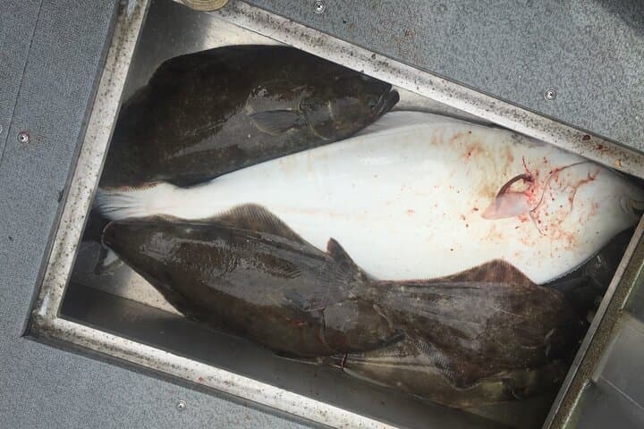 Half-Day Halibut Fishing at Icy Strait Point — Hoonah Small-Boat Charter photo 5