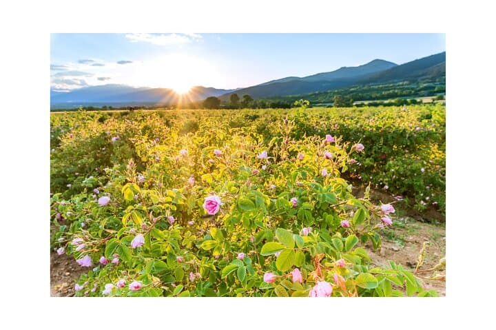Valley of Roses and Buzludzha Monument Eco Private Tour from Sofia photo 4