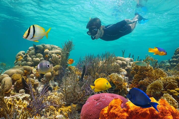 Snorkel White Island & Ras Mohammed: Day Trip from Sharm El Sheikh photo 2