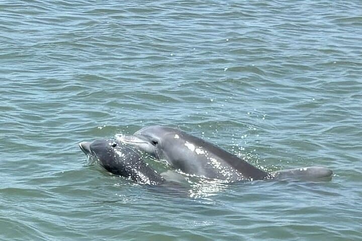 Private Folly Beach Dolphin Watching & Morris Island Shelling Tour photo 3