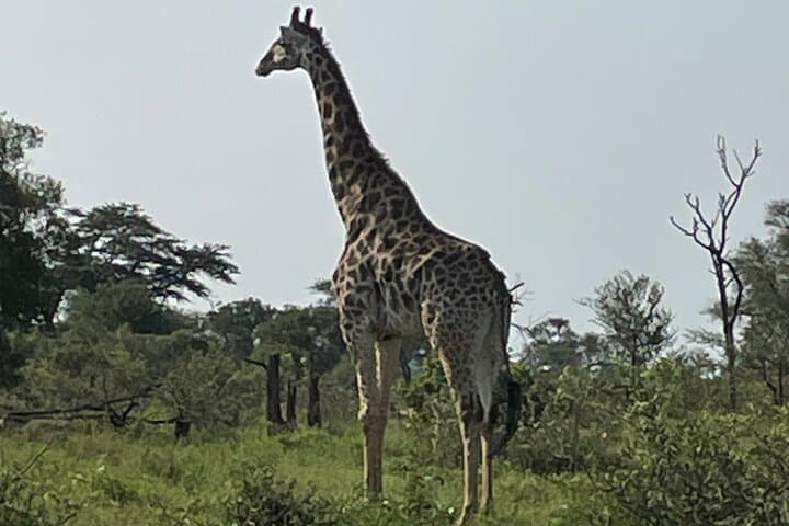 3-Day Kruger Safari: Best Game Drives, Bushwalk & Big Five Encounters