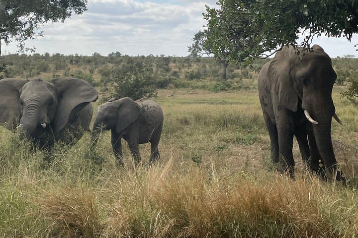 3-Day Kruger Safari: Best Game Drives, Bushwalk & Big Five Encounters photo 2