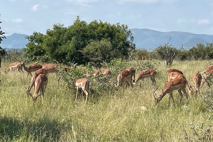3-Day Kruger Safari: Best Game Drives, Bushwalk & Big Five Encounters photo 3