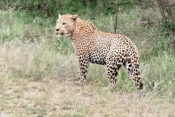 3-Day Kruger Safari: Best Game Drives, Bushwalk & Big Five Encounters photo 4