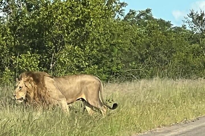 3-Day Kruger Safari: Best Game Drives, Bushwalk & Big Five Encounters photo 5