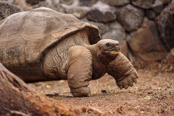 8-Day Galapagos Multi-Sport Adventure: San Cristóbal, Santa Cruz & Isabela Islands photo 6