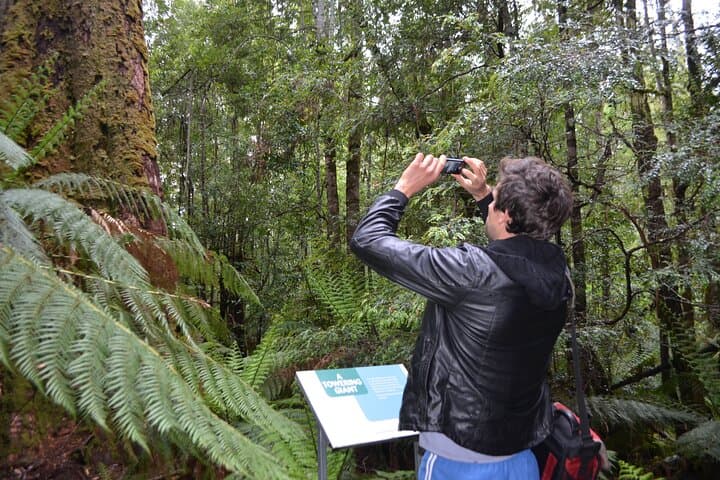 Private Hobart Shore Excursion: Mt Wellington, Richmond & Russell Falls Day Tour photo 2