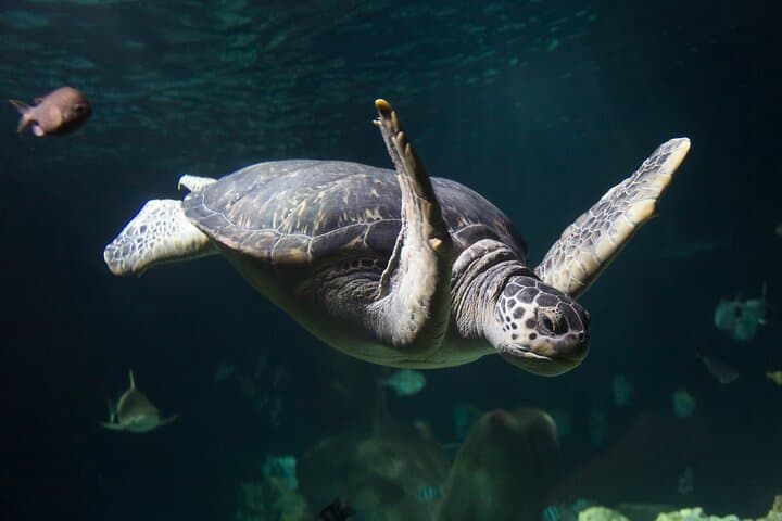 SEA LIFE Speyer — Underwater Walkthrough & Practical Visitor Guide photo 4