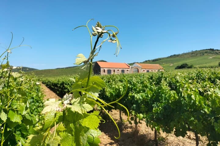 Óbidos, Mafra & Wineries: Private Full-Day Wine Tour from Lisbon