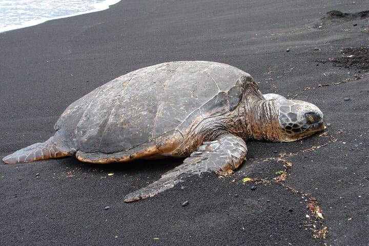 Explore Hawaii’s Big Island: A 5-Hour Custom Private Tour from Hilo photo 5