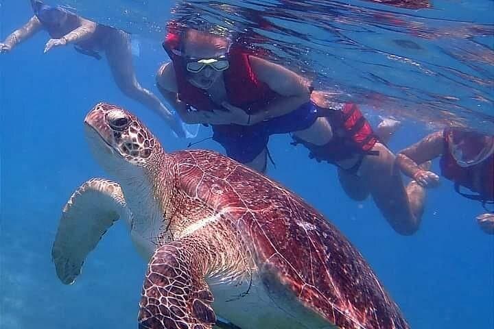 Snorkel Marsa Mubarak: Turtles & Dugongs Day Trip from Marsa Alam photo 4