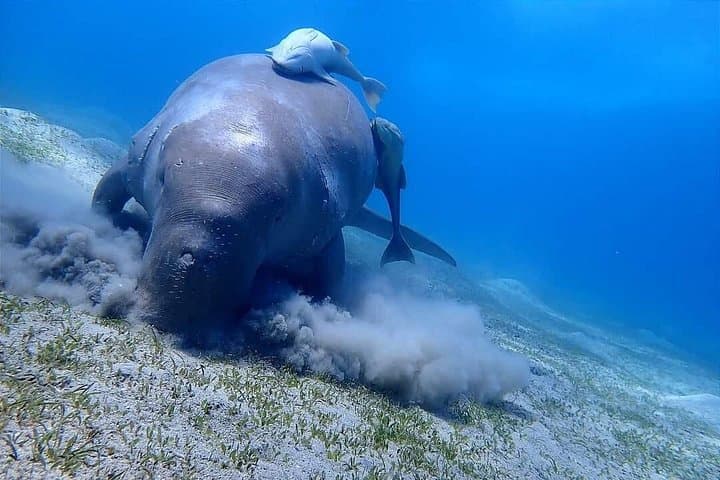 Snorkel Marsa Mubarak: Turtles & Dugongs Day Trip from Marsa Alam photo 2