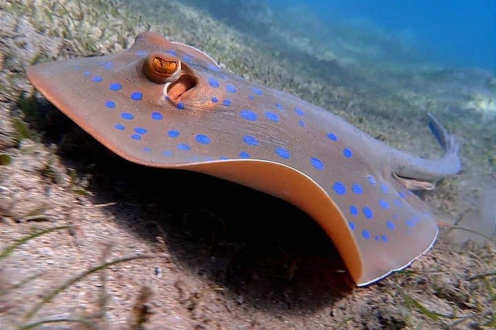 Snorkel Marsa Mubarak: Turtles & Dugongs Day Trip from Marsa Alam photo 3