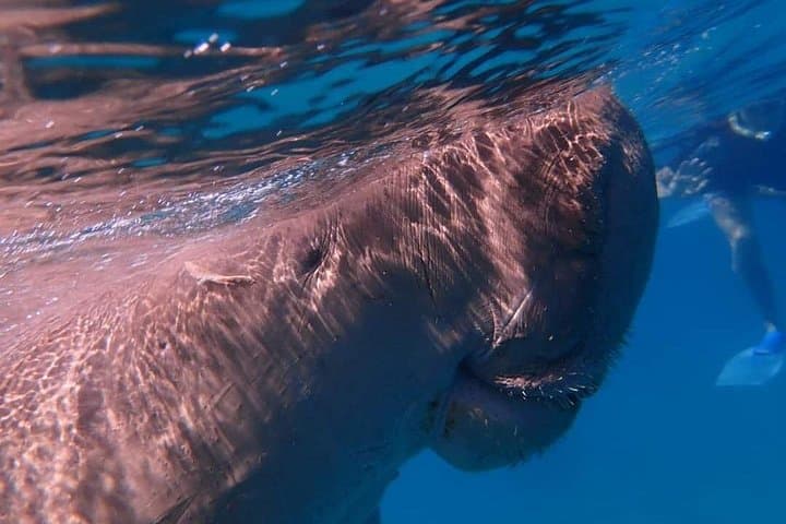 Snorkel Marsa Mubarak: Turtles & Dugongs Day Trip from Marsa Alam photo 5