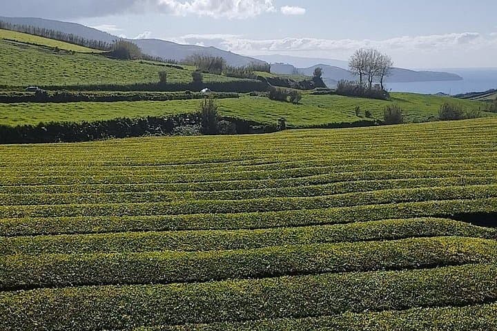 Half-Day Fire Lake & Pineapple Farm Jeep Tour — São Miguel Tea Tasting and Gorreana Visit photo 2