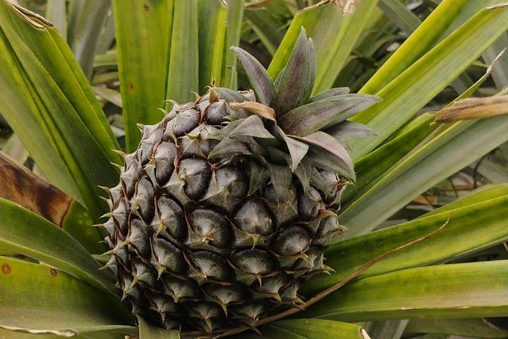 Half-Day Fire Lake & Pineapple Farm Jeep Tour — São Miguel Tea Tasting and Gorreana Visit photo 3