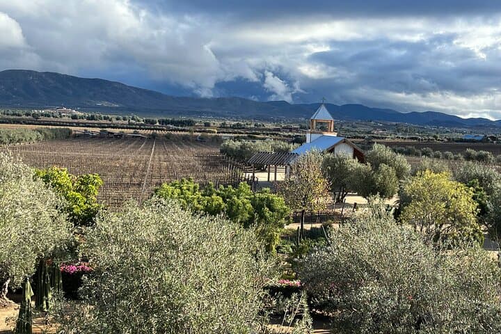 Private Luxury Wine Tour Valle de Guadalupe — 4–5 Wineries, Lunch Options & Private Transport photo 4