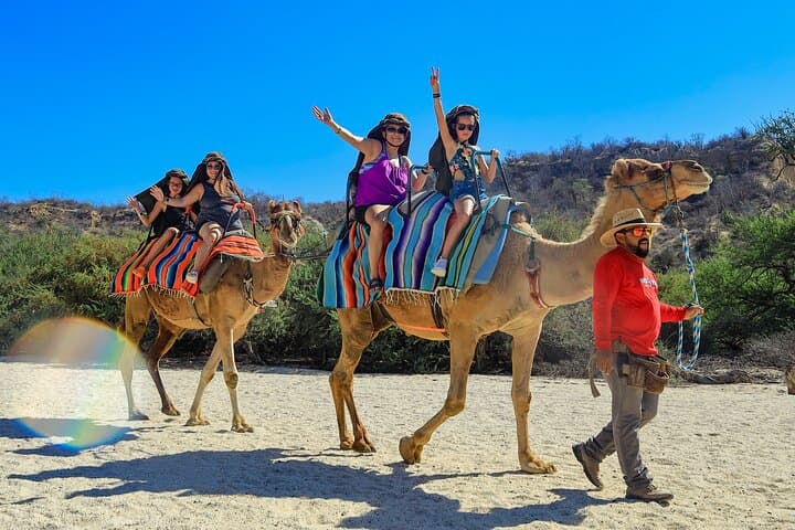 Beach Camel Safari in Los Cabos: Ride the Pacific Shore with Gentle Giants photo 5