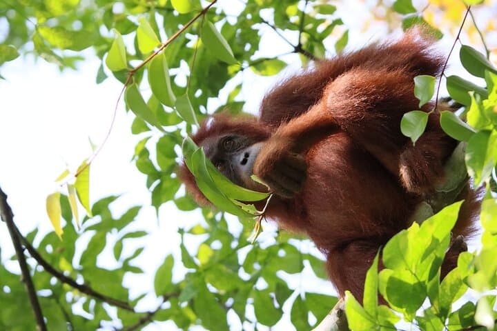3-Day Sumatra Orangutan Jungle Trek with Bohorok River Rafting photo 3