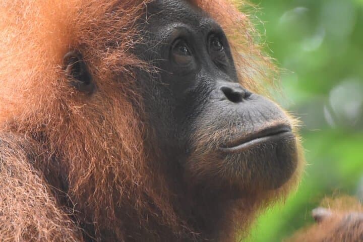 3-Day Sumatra Orangutan Jungle Trek with Bohorok River Rafting photo 2