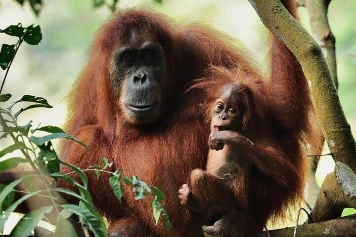 3-Day Sumatra Orangutan Jungle Trek with Bohorok River Rafting
