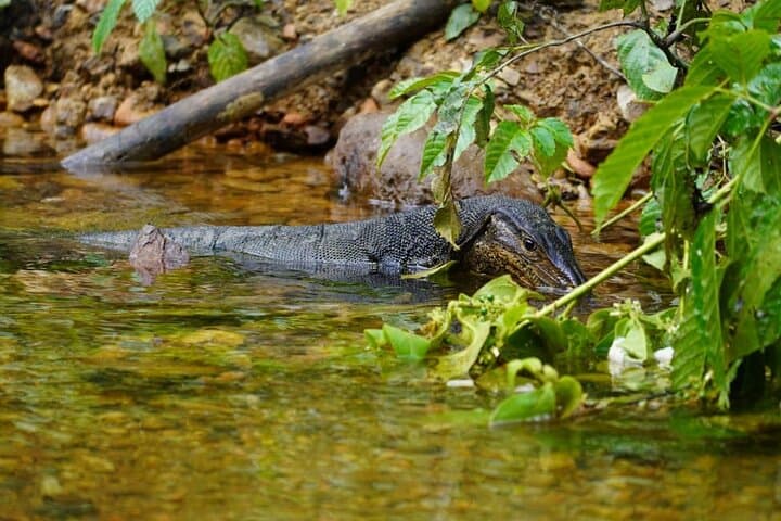 3-Day Sumatra Orangutan Jungle Trek with Bohorok River Rafting photo 6