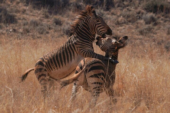 6-Day Ngorongoro & Serengeti Great Migration Safari: Big Five, River Crossings, and Crater Wildlife