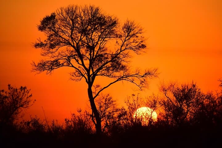 2-Day Kruger Safari from Johannesburg - Budget Fly-In Game Drives & Bush Walk photo 2