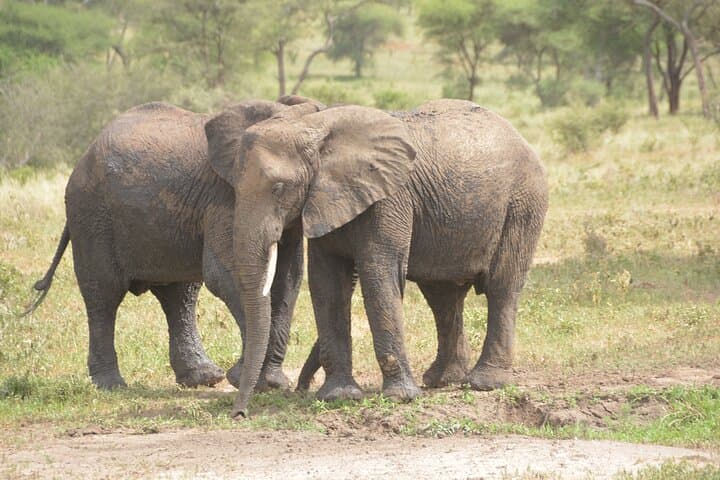 6-Day Ngorongoro & Serengeti Great Migration Safari: Big Five, River Crossings, and Crater Wildlife photo 3
