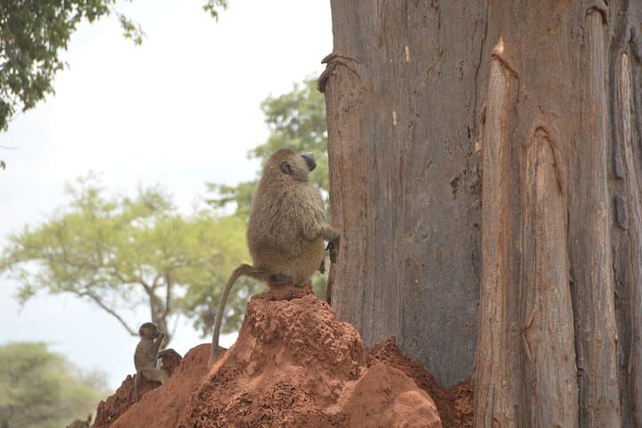 6-Day Ngorongoro & Serengeti Great Migration Safari: Big Five, River Crossings, and Crater Wildlife photo 4