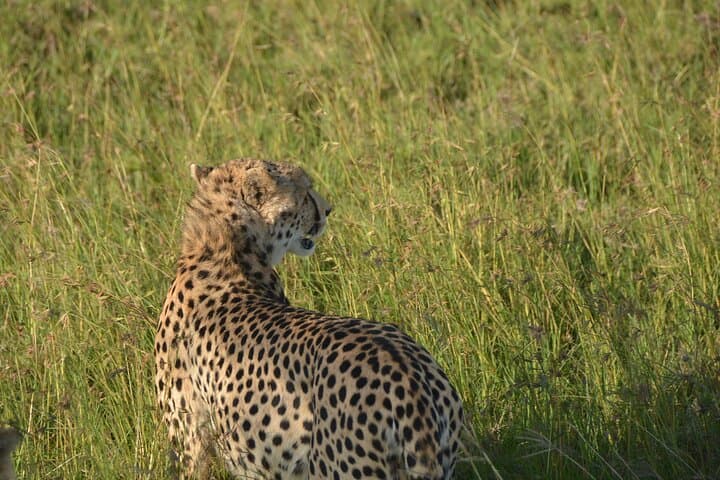 6-Day Ngorongoro & Serengeti Great Migration Safari: Big Five, River Crossings, and Crater Wildlife photo 5