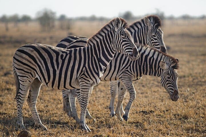 6-Day Ngorongoro & Serengeti Great Migration Safari: Big Five, River Crossings, and Crater Wildlife photo 6