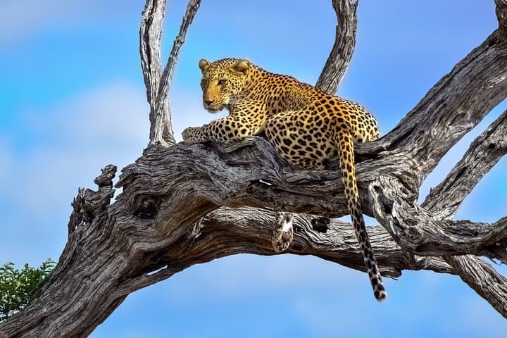 48-Hour Kruger Safari from Johannesburg — Big Five at Phabeni Gate
