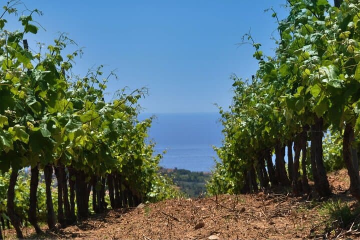 Sail and Savor: Paella & Alella Wine from Barcelona photo 2