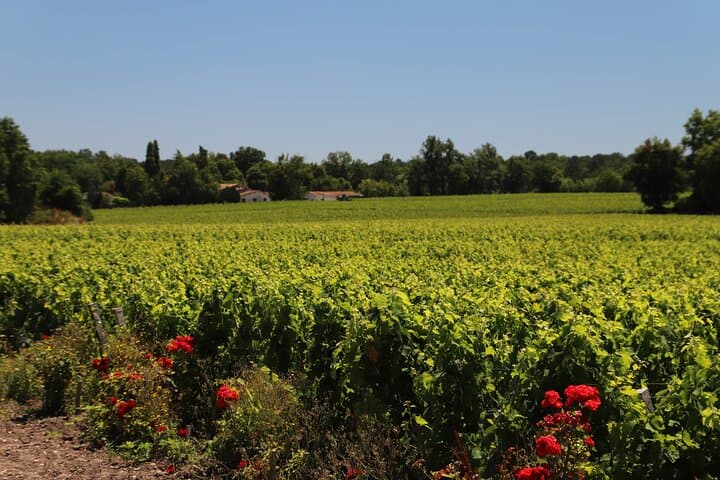 Graves to Sauternes: Private Full-Day Bordeaux Wine Tour photo 3
