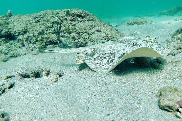 Pompano Beach Guided Reef Snorkel: Private Beach Access & Marine Life photo 2